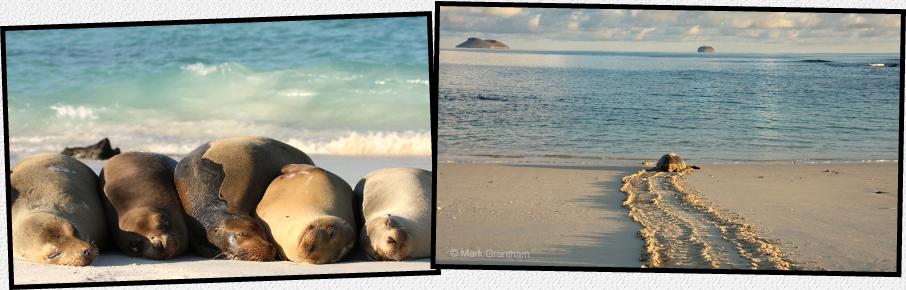 Photos of Galapagos Sea Lions and Turtle.