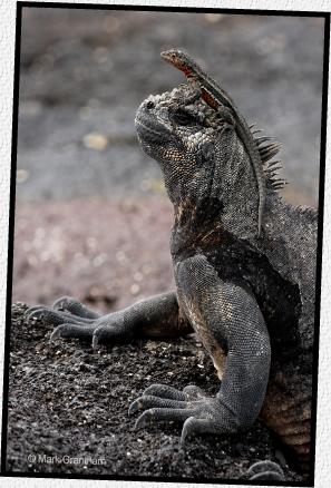 Photo of Lizard sitting on Iguana's head.